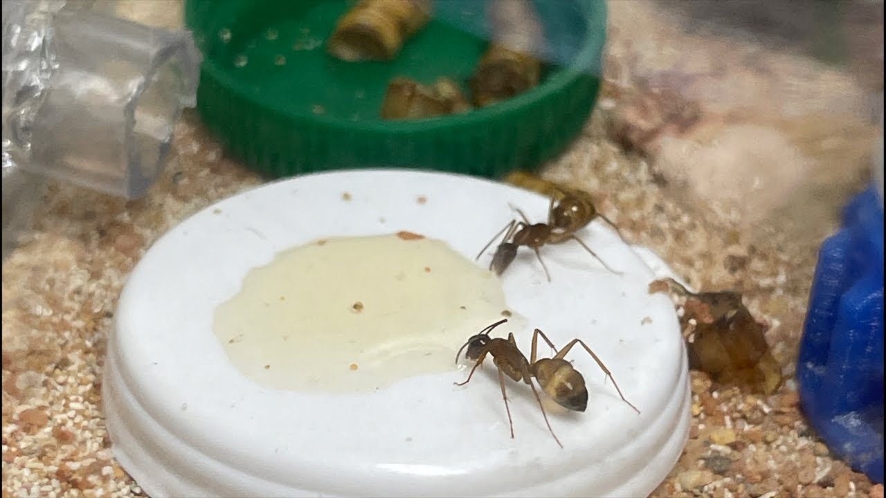 ￼ Showing my ants!!￼