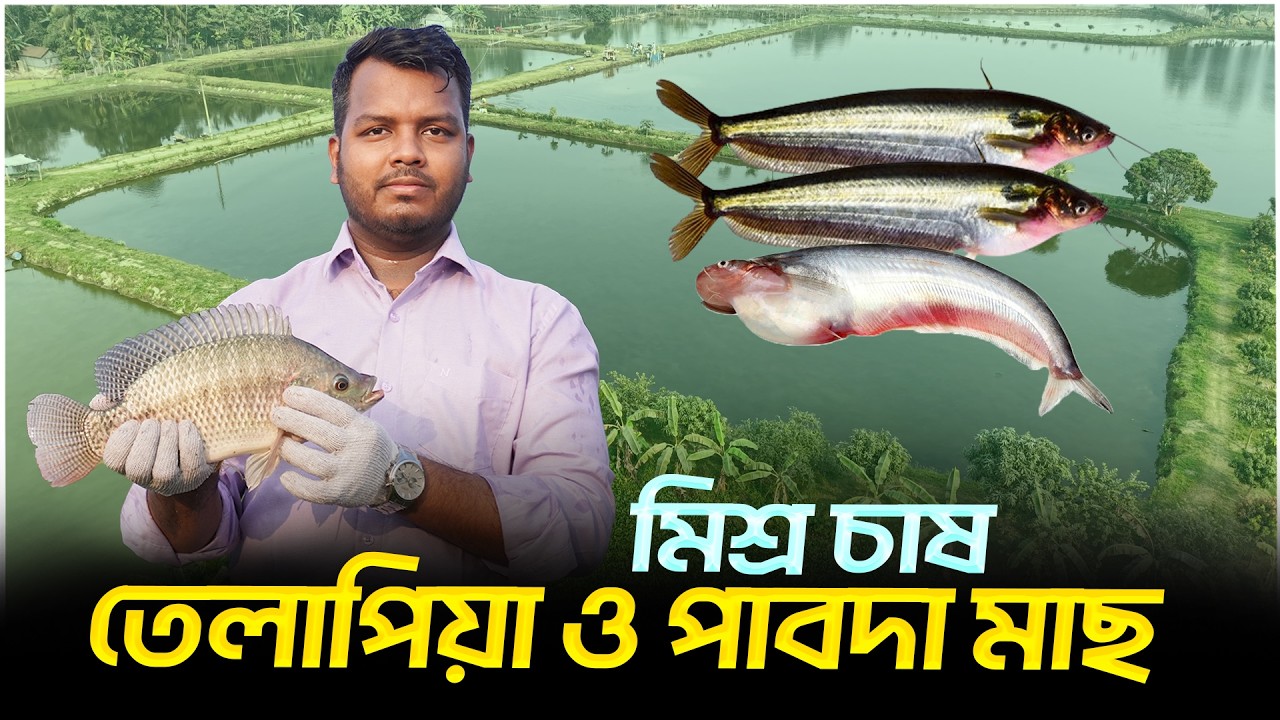 তেলাপিয়া ও পাবদা মাছের মিশ্র চাষ || Shakib Agro || তেলাপিয়া মাছের সাথে পাবদা মাছের মিশ্র চাষ পদ্ধতি