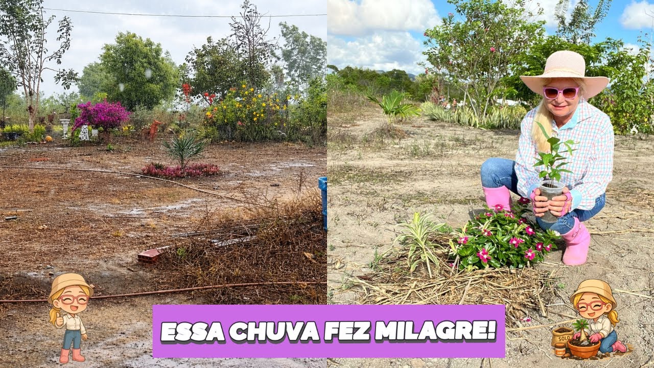 CHUVA BOA, TERRA FELIZ E O SÍTIO GANHANDO VIDA 🌧️🌱