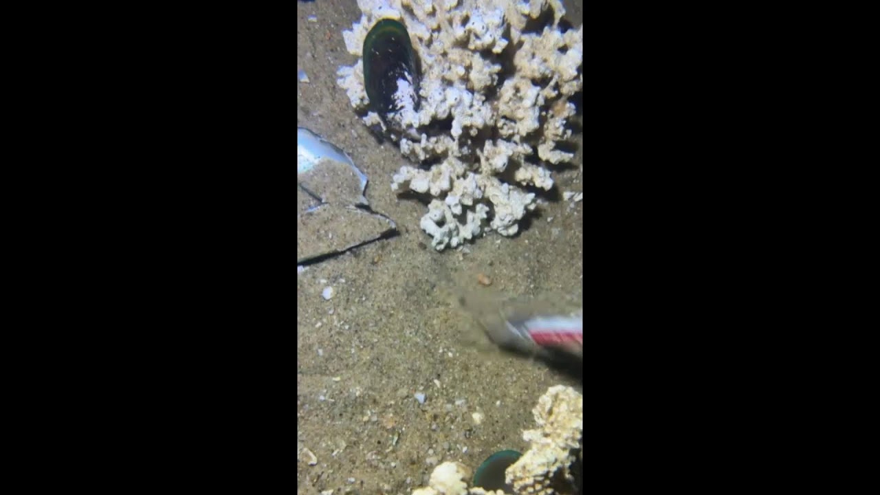 🔴【LIVE】Diving to catch big fish on the seabed 🦞2026-06-21🦀P03