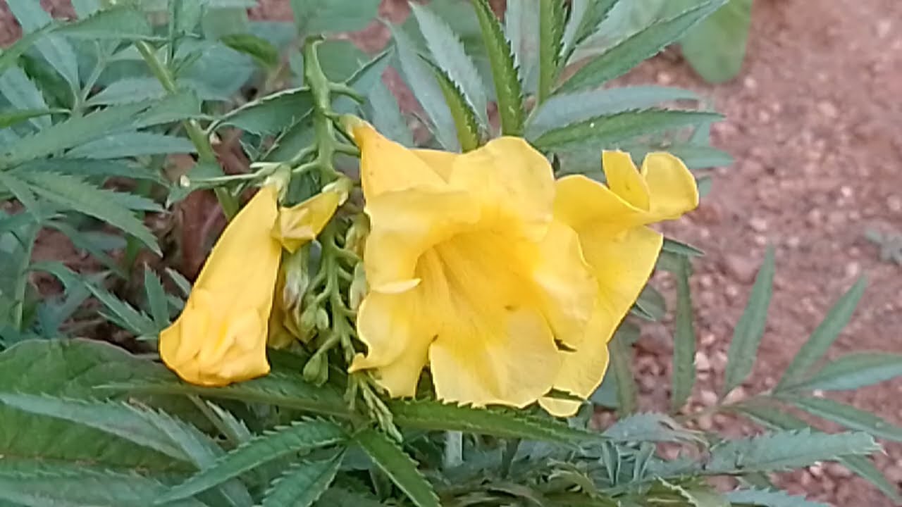 கபிலனை கையும் களவுமாக பிடித்து அயலி 12 மார்ச் 