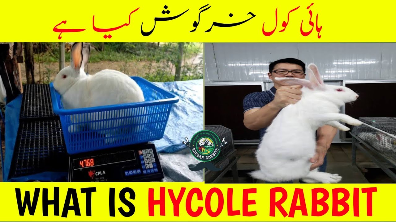 What Is a Hycole Rabbit
