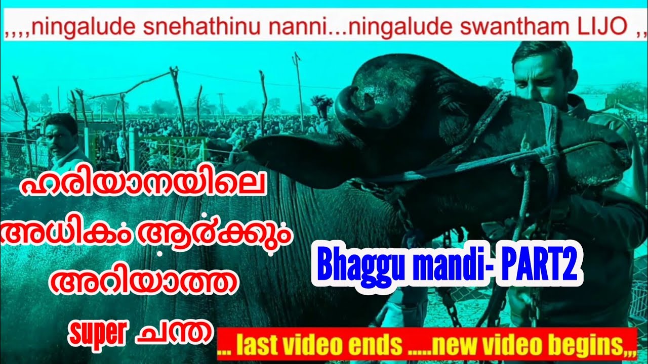 Bhaggu mandi PART-2 ഹരിയാനയിലെ Bhaggu വിലെ അധികം ആ൪ക്കും അറിയാത്ത  super  ചന്ത / M4 FarmTech