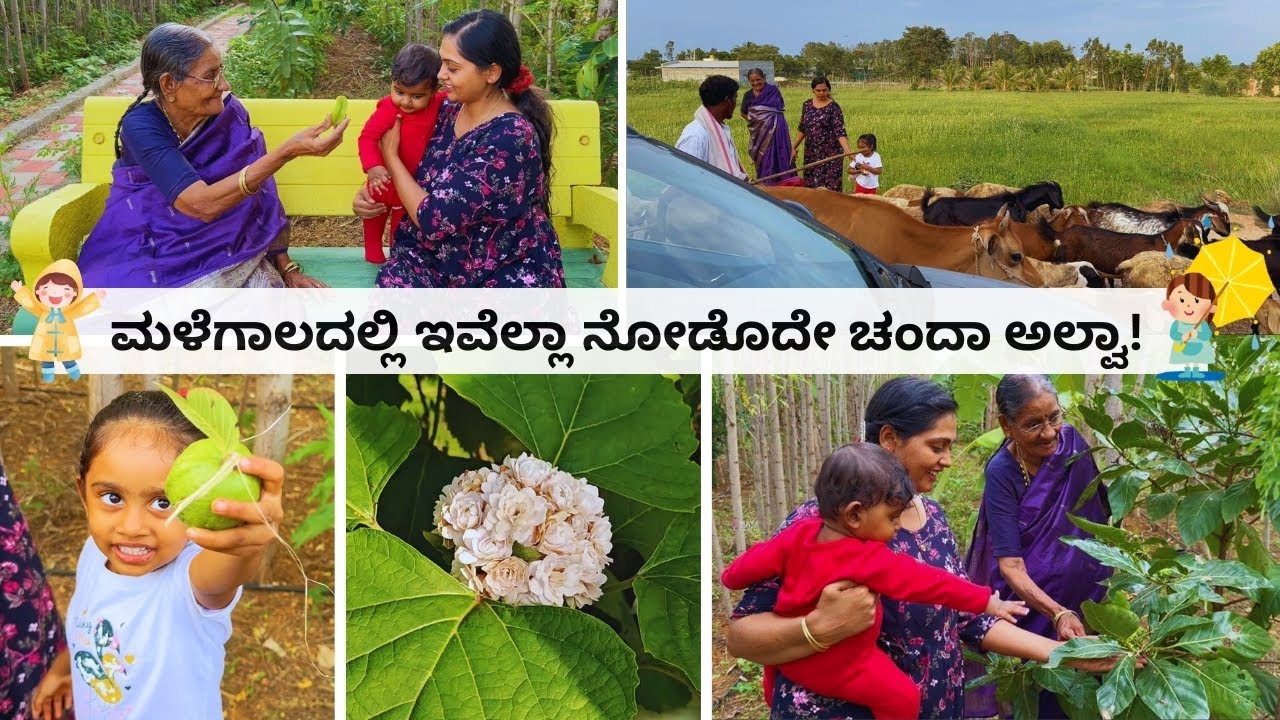 ಯಾಕೋ ಸಡನ್ನಾಗಿ ತೋಟಕ್ಕೆ ಹೋಗ್ಬೇಕು ಅನ್ಸ್ತು । ಅತ್ತೆಗೆ ಆನಂದ । ಶೂಟಿಂಗ್ ಮನೆ ಹೇಗಿದೆ? ಮಳೆಗಾಲದ ಹಾರ್ವೆಸ್ಟ್ Vlog