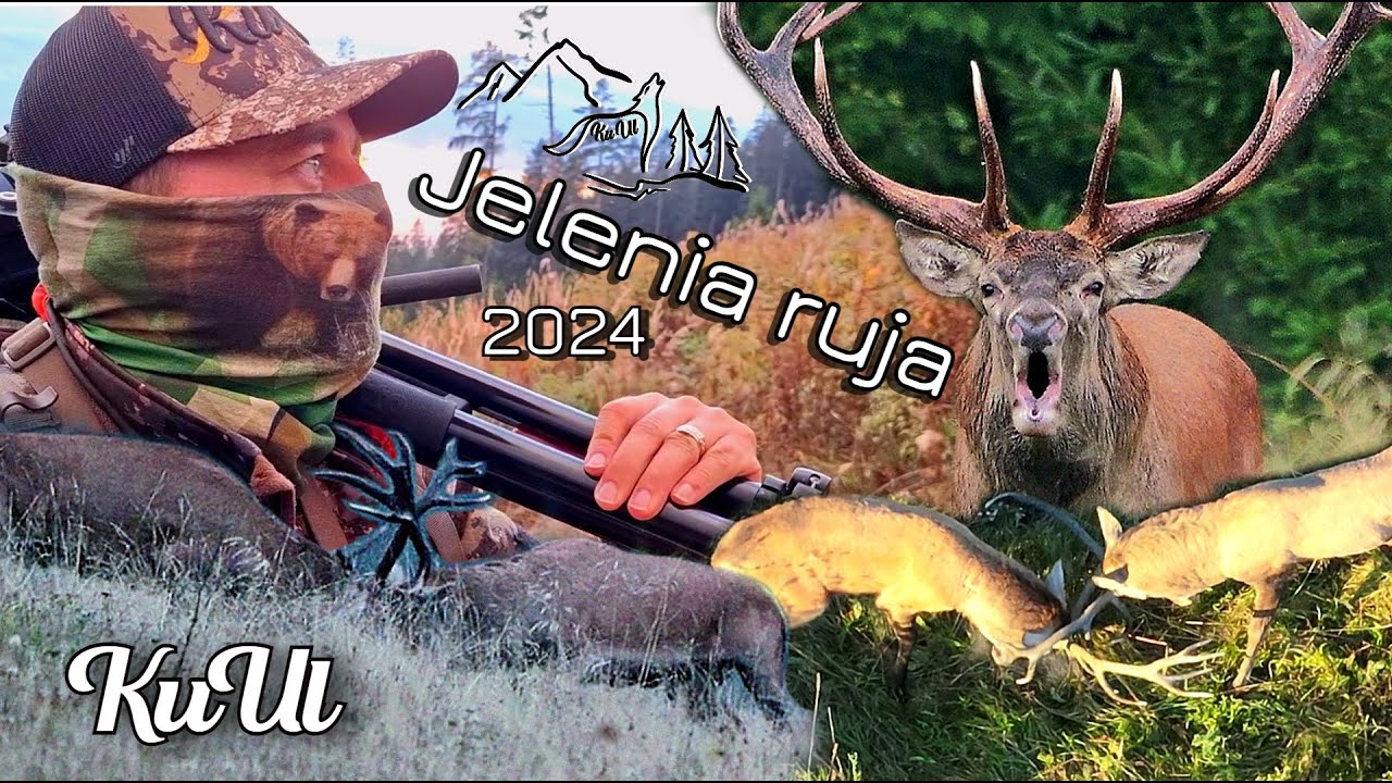 Jelenia ruja 2024