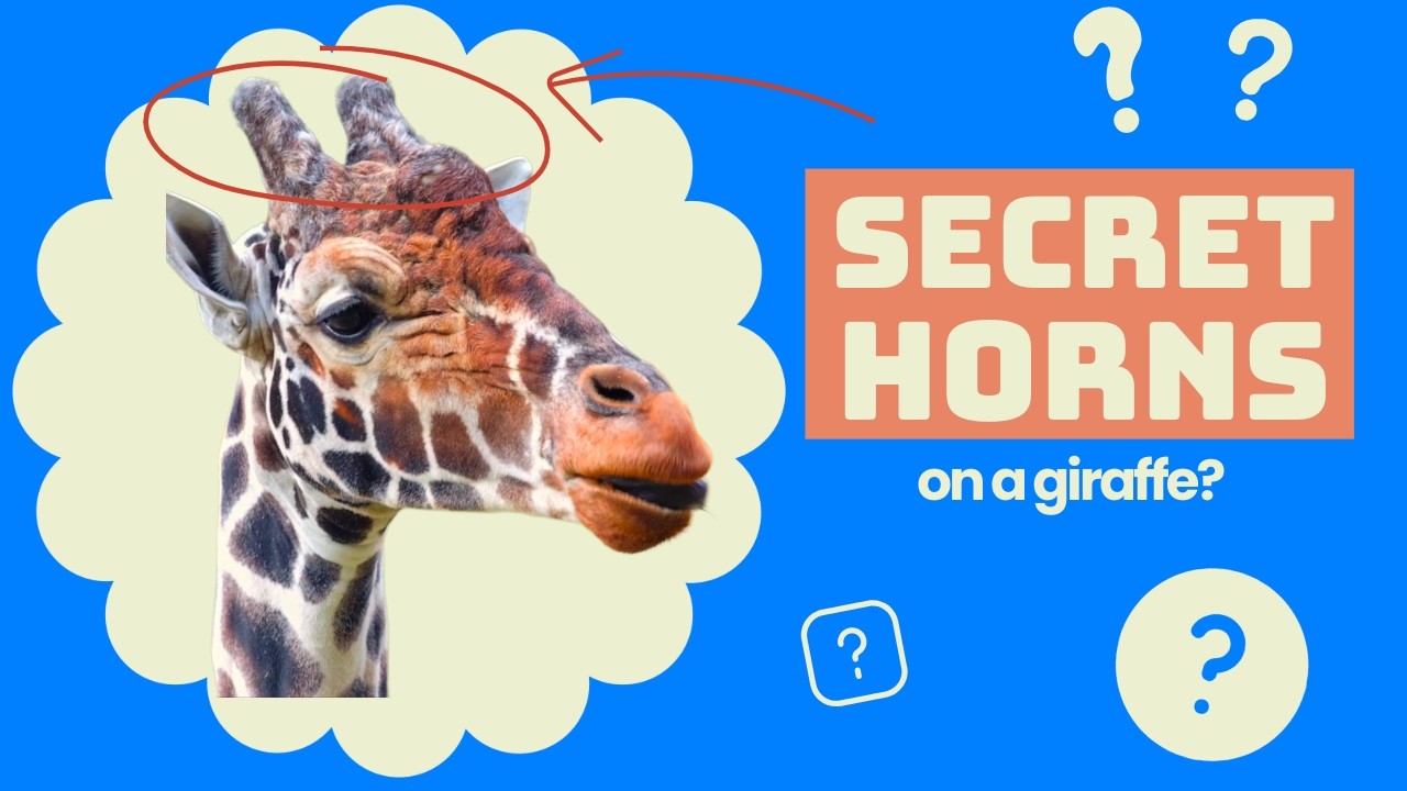 What Are Those Things on a Giraffe&rsquo;s Head? | Animal Facts for Kids