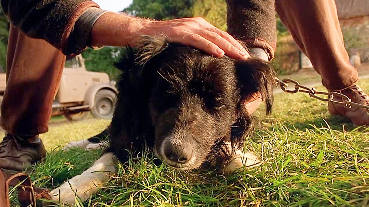 La triste historia del perro Rex | Babe, el puerquito valiente | Clip en Español