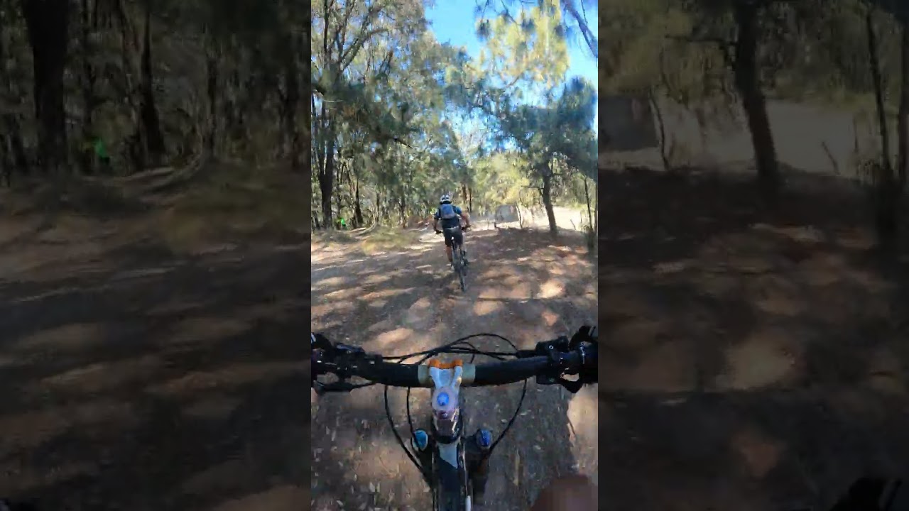 3er drop del &aacute;rbol 🌳 Bosque de la primavera
