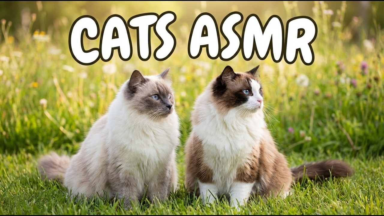 [ASMR] 2 Ragdoll Cats: Ignoring Birds, Dogs, Traffic and a Little Girl