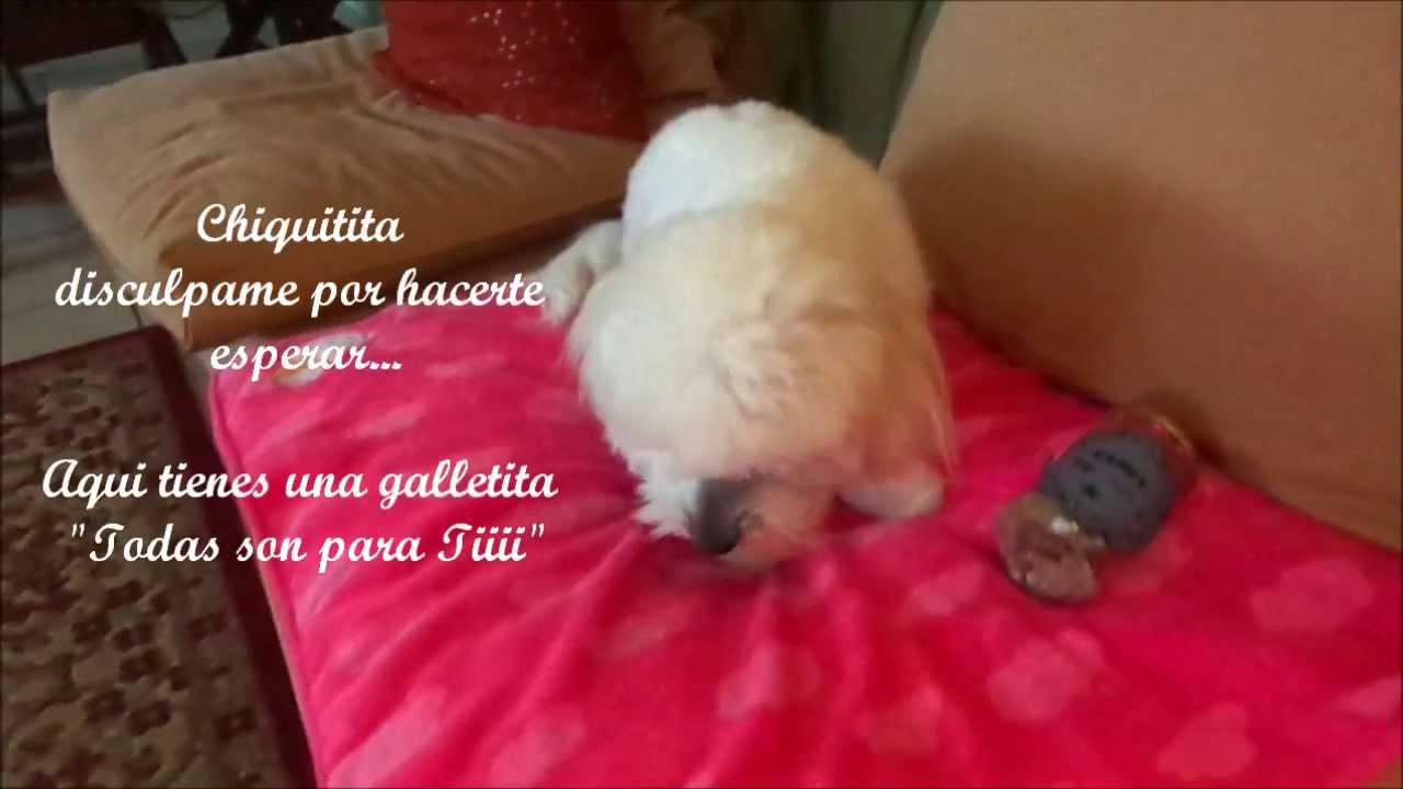 DIY: Galletas para Perritos de higados de Pollo