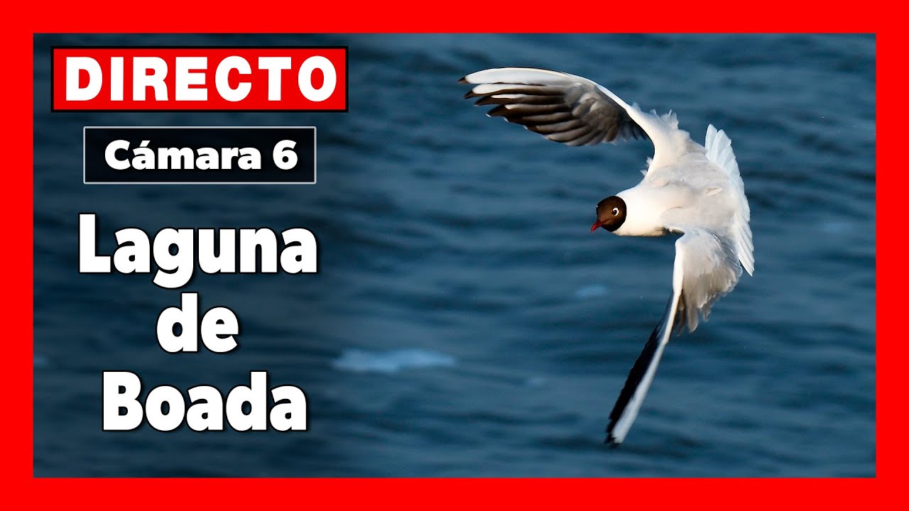 🦆 Aves del Humedal 🔴 DIRECTO (C&aacute;mara 6 | Palencia) LAGUNA de BOADA