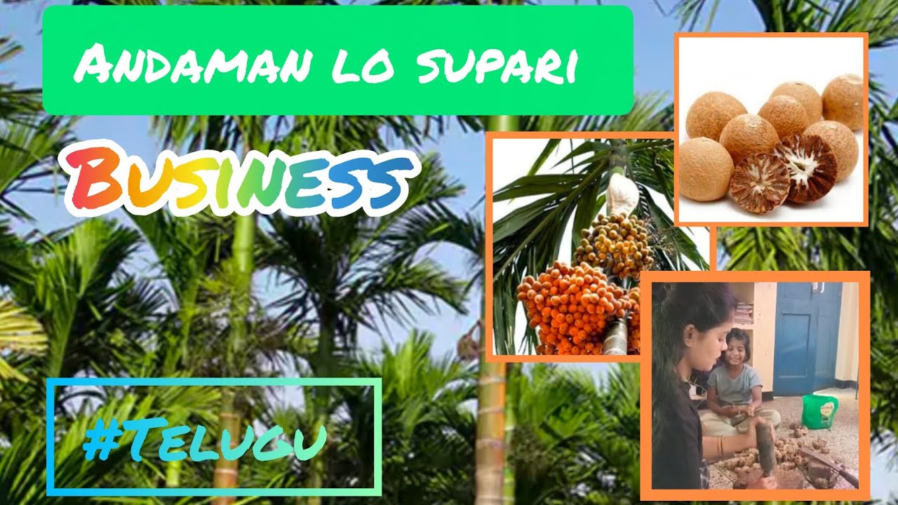 Andaman lo supari business ||My experience|| Andaman lo Andhra Ammai 🏝️#business 