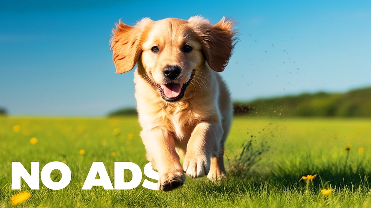 10 HOURS of Relaxing Music for Dogs & Nature Videos🐶🎵Anti Separation Anxiety Relief