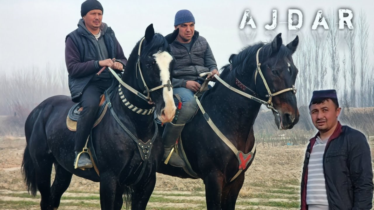 АЖДАР ОТ УЛУГБЕКДА.. АДМИРАЛ ОТ 173.см. ULUGBEK NIMALAR DEDI (Mus Tv)#Otbozor#Horse#uloqchiot#otnarh