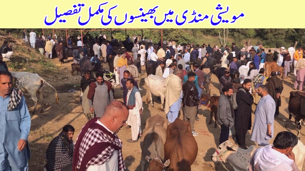 Cattle market dongi mandi kotli mirpur buffalo kharian mandi arifwala mandi buffalo niliravi buffalo