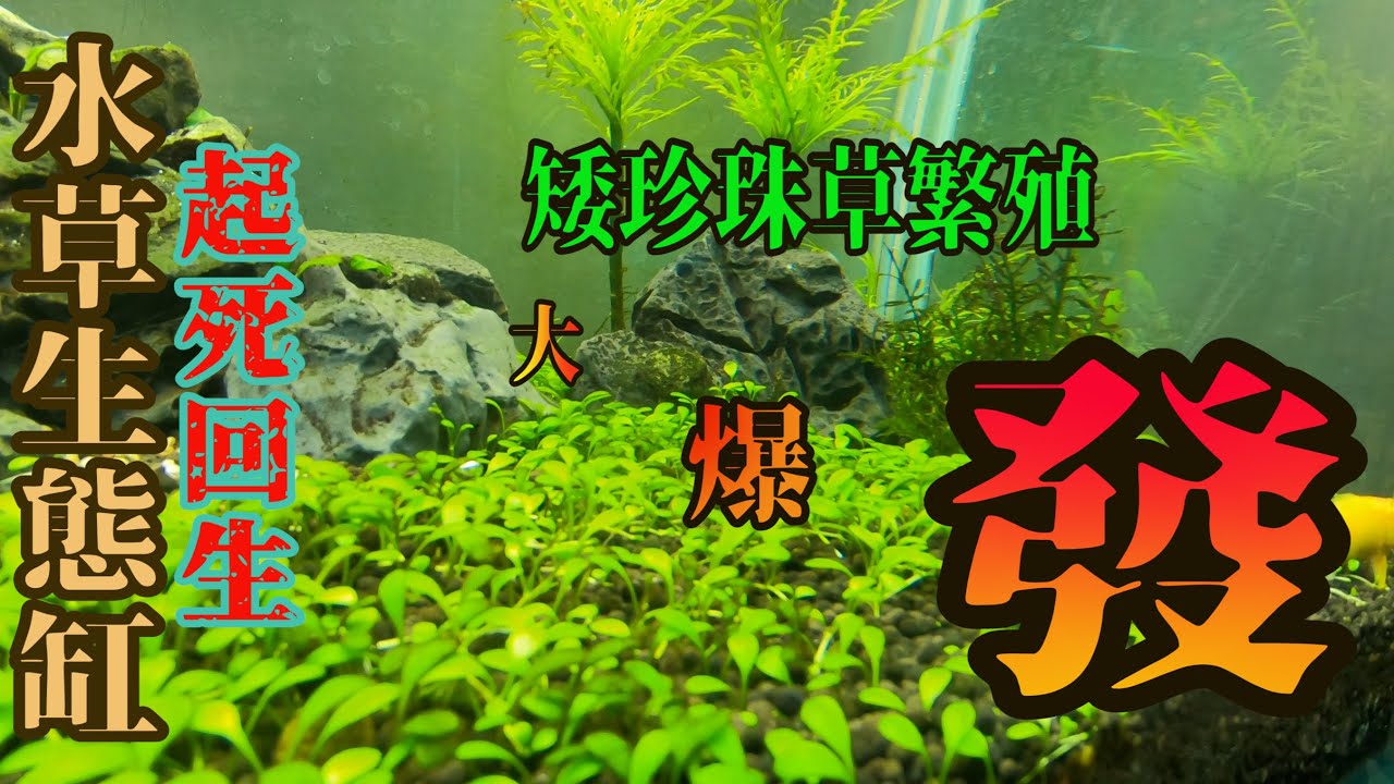 #水草種植篇3~想不到這樣做矮珍珠真的活了過來。。