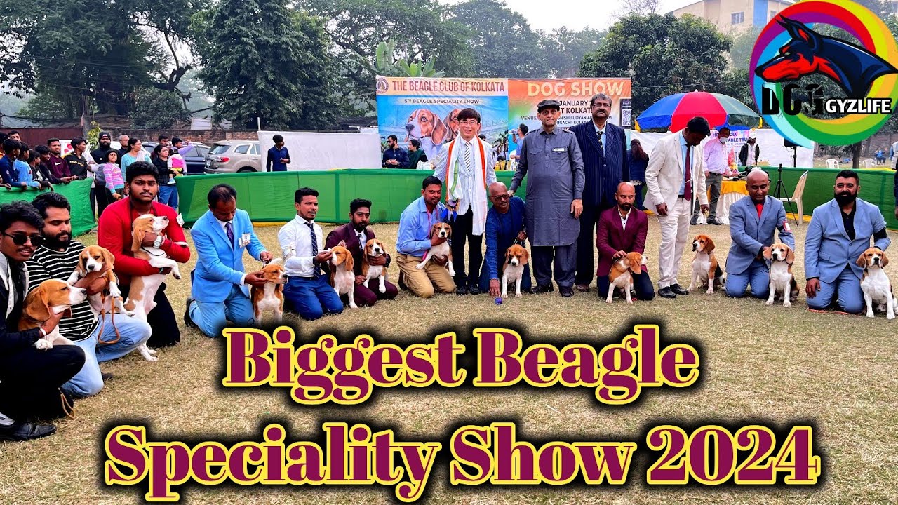 The Beagle Club Of Kolkata Dog Show 2024 | Beagle Speciality | FCI Judge Peerapong Pisitwuttinan🏆🏆🏆