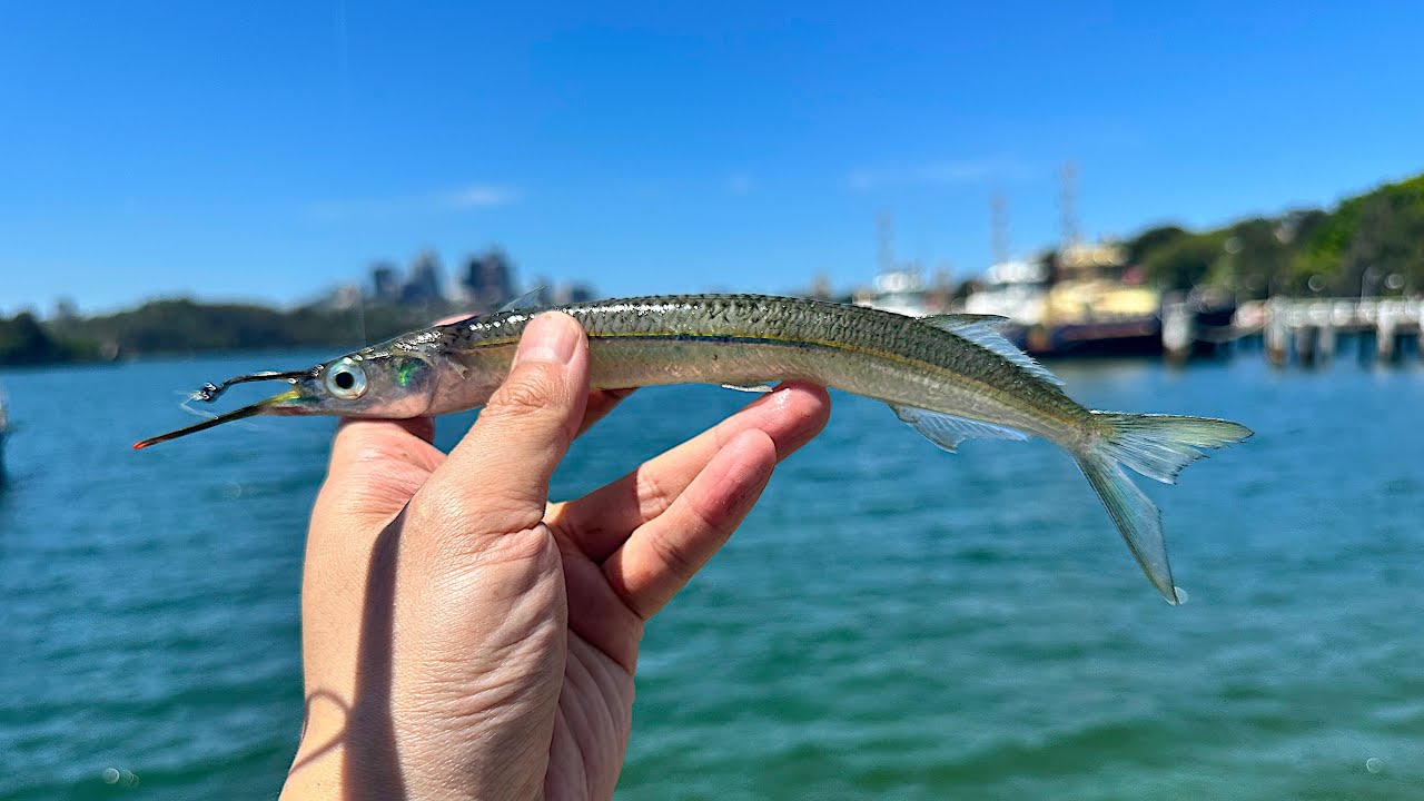 Fishing Live Garfish!