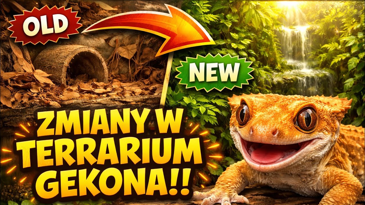 SAM WSKOCZYŁ DO TERRARIUM‼️‼️ aktualizacja gekona orzęsionego