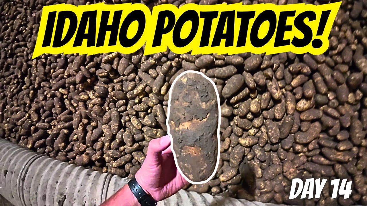 Посмотрите на этот идеальный картофель из Айдахо!