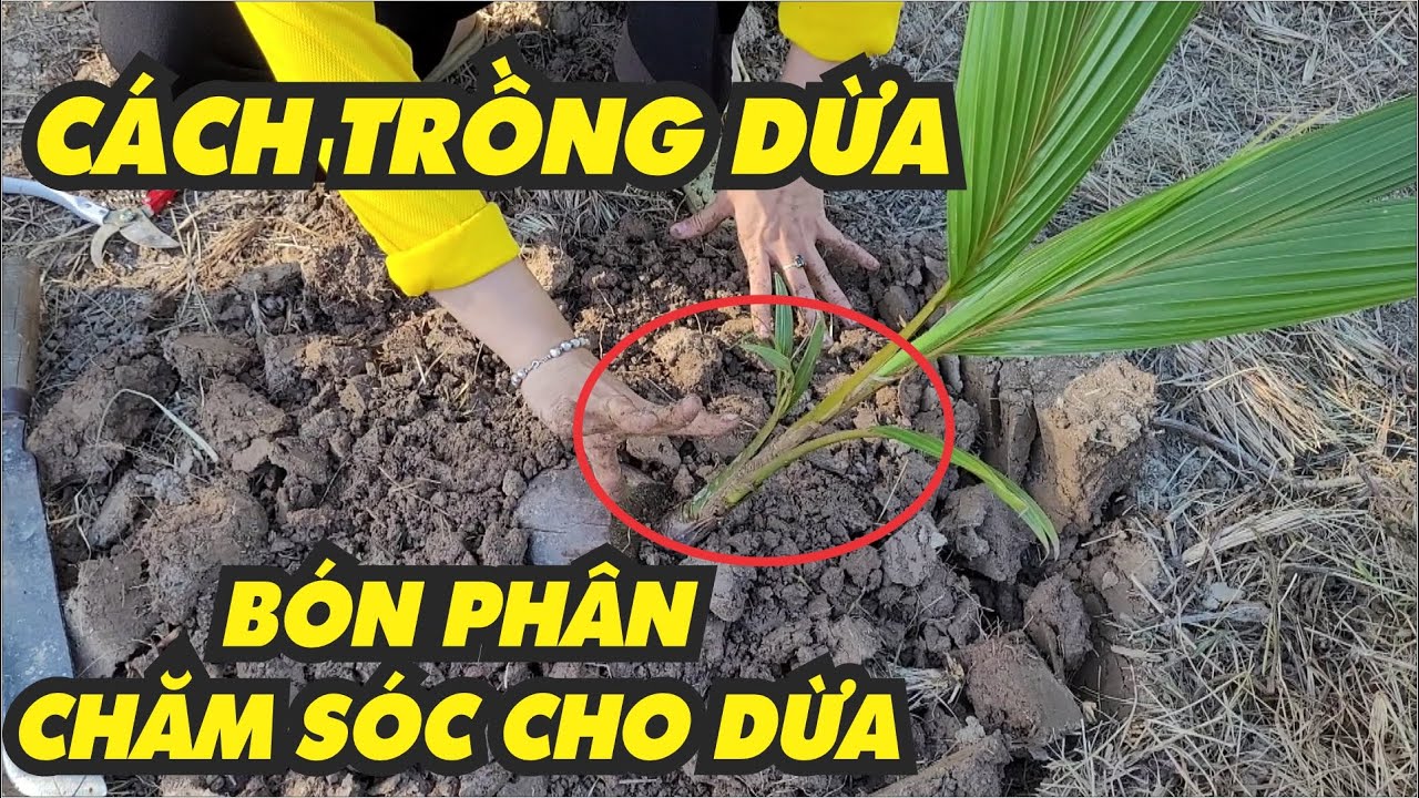 Cách trồng dừa - bón phân cây dừa mới trồng
