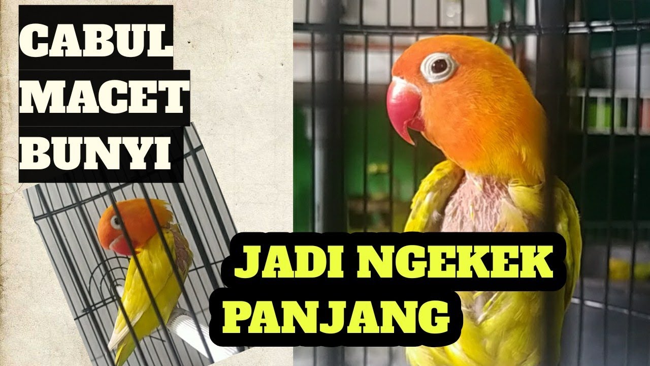 APAKAH BENAR‼️LOVEBIRD CABUL MUDAH KONSLET