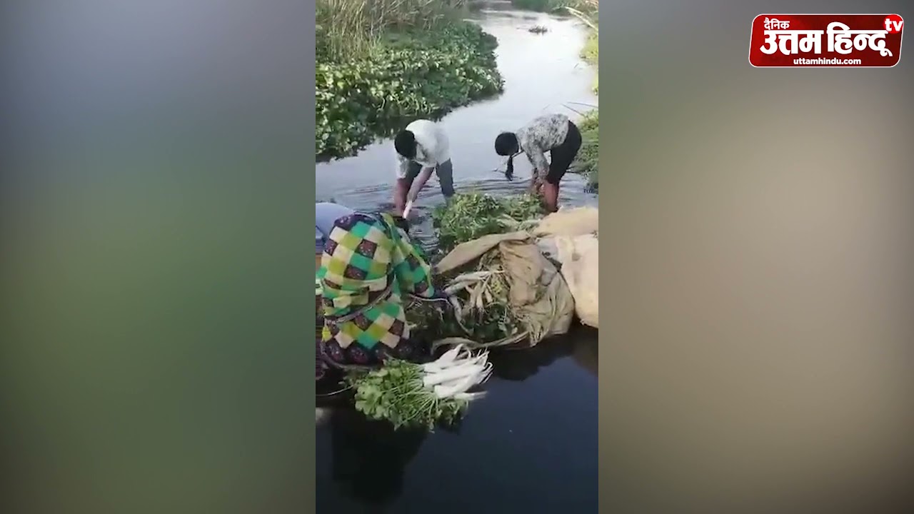 गंदे नाले में धो-धो कर आपको खिलाई जा रही है सब्जियां, ये वीडियो उड़ा देगी आपके होश