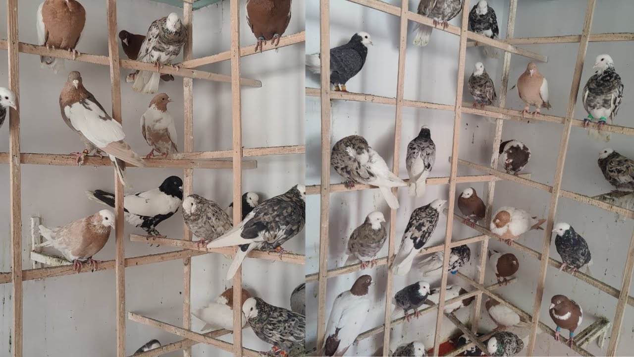 Mali Bagh Kabootar Mandi mein qadeem shops par Afghanistan se naye kabootar aa gaye