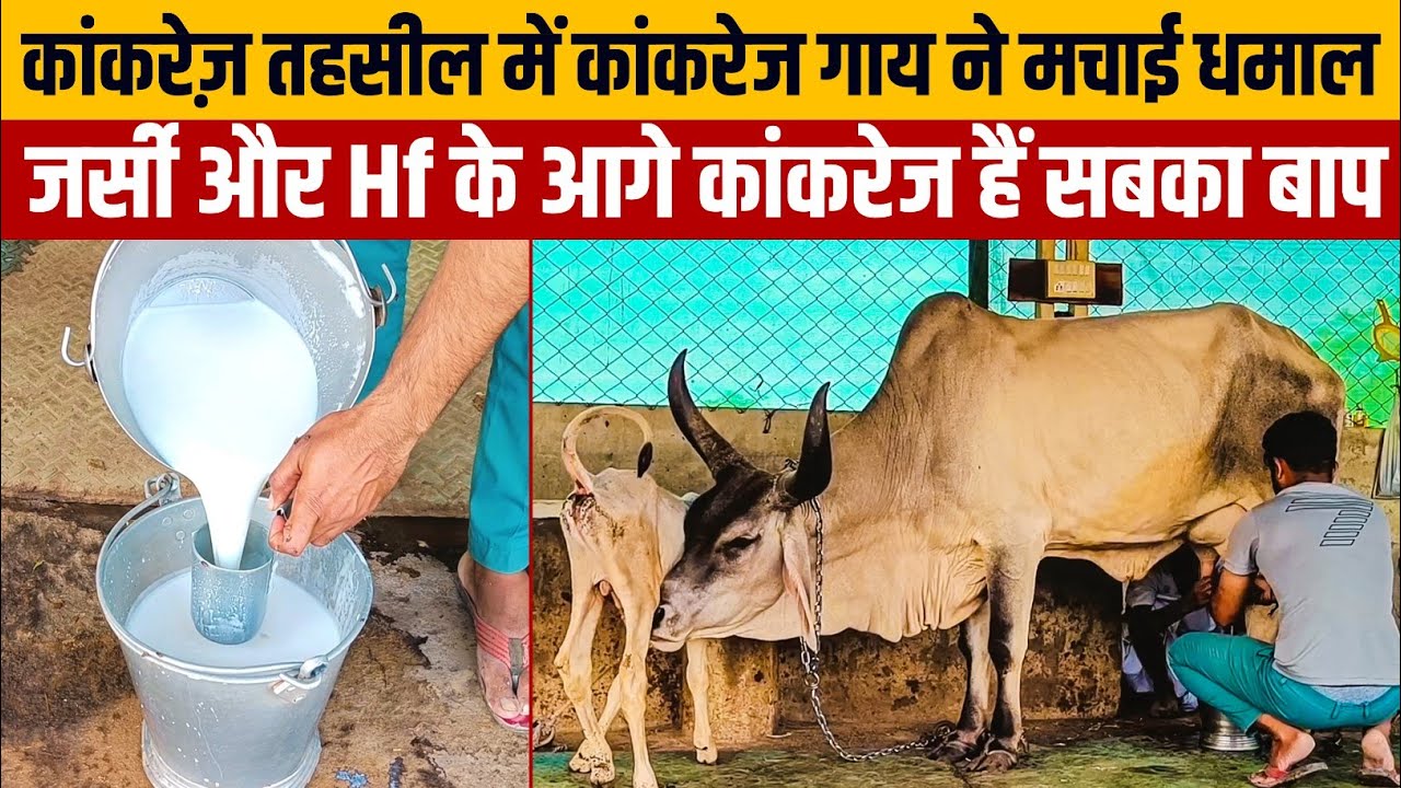 🔴 Live Milking: सभी रिकॉर्ड तोड़ दूध से हुए सभी को बेहाल । Kankrej Cow live Milking