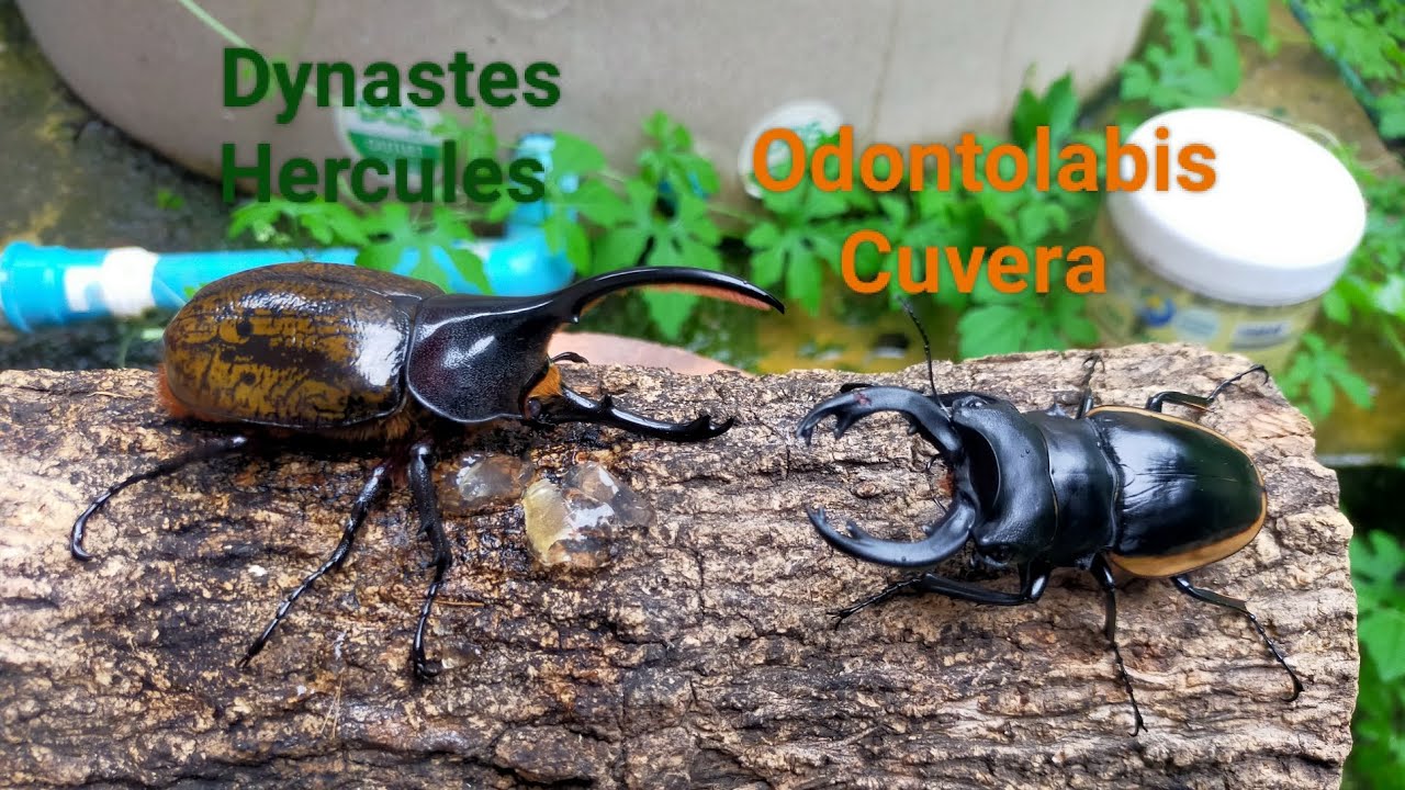 EP.09 Dynastes Hercules vs Odontolabis Cuvera Rhinoceros beetle and Stag beetle battle
