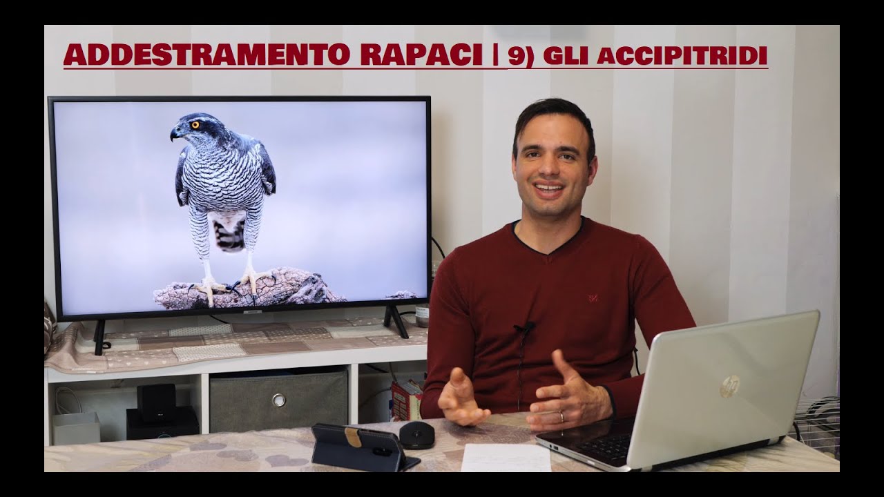COME ADDESTRARE I RAPACI | 9) Gli accipitridi più utilizzati