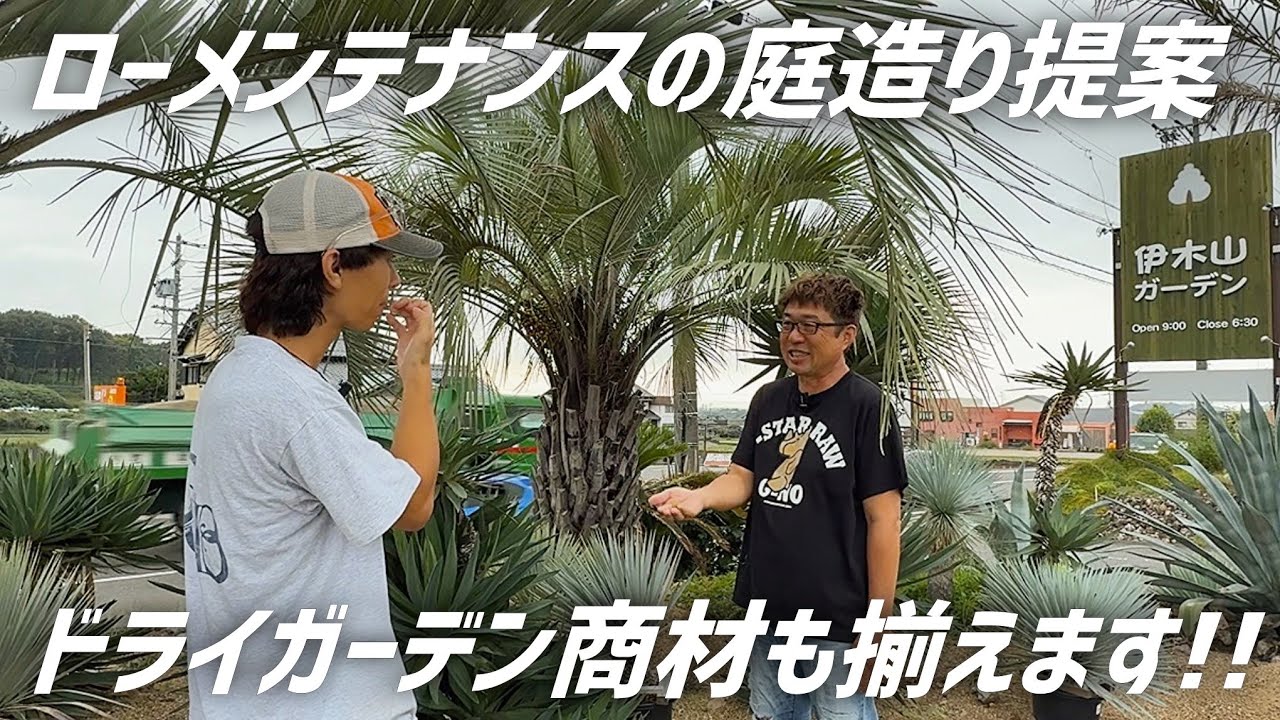 ローメンテナンスでカッコいいドライガーデン向きの植物をご紹介します!!
