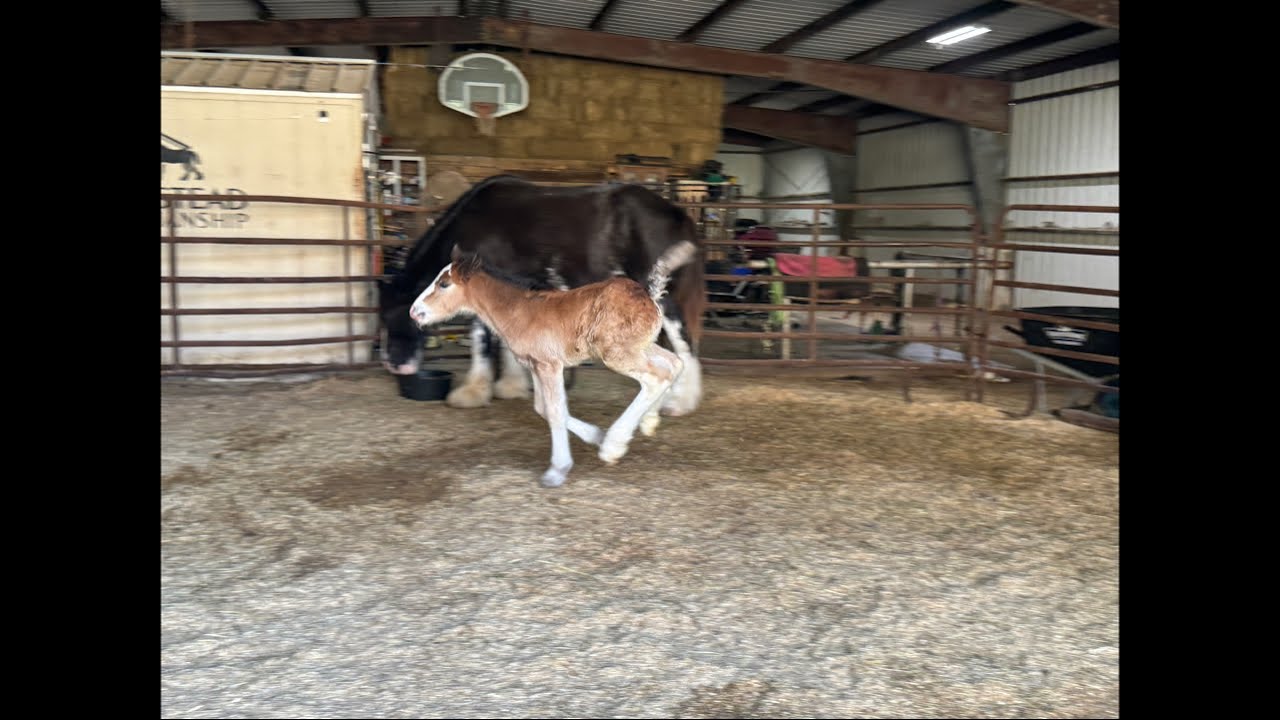 LIVE With Baby Callie - Morning Chores With Our Foal