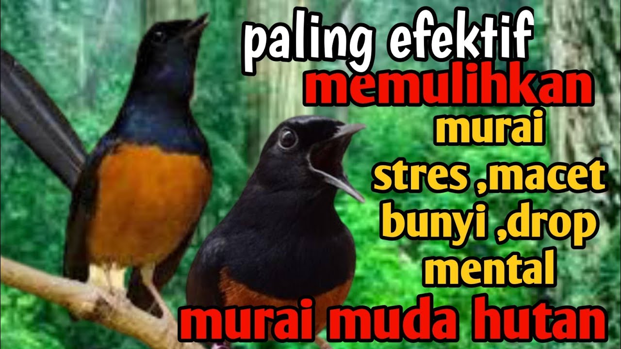 paling efektif 
