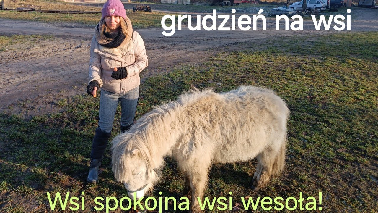 Spokojny dzień na wsi.Darmowe sadzonki agrestu!