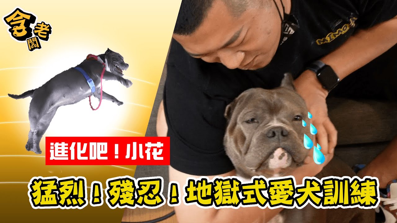 【老含與狗】我受不了這隻破壞暴衝王了！惡霸犬小花怎麼教？魔鬼訓練不到一週，技能滿點變超乖？！【含老闆】