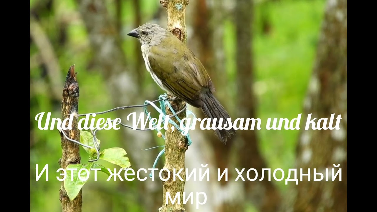 Die Toten werden wieder leben (мёртвые снова будут жить) 
