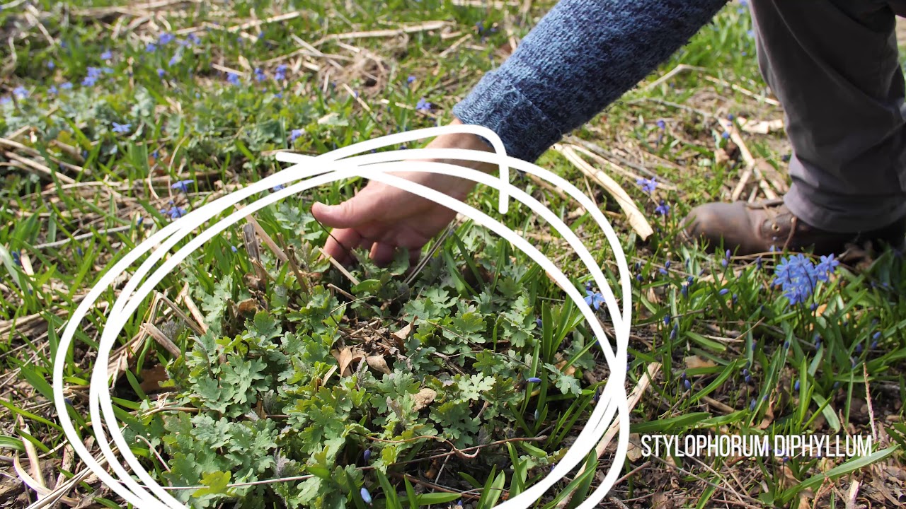 Roy Discusses What Not To Do In A Shade Garden!  Ep. #17