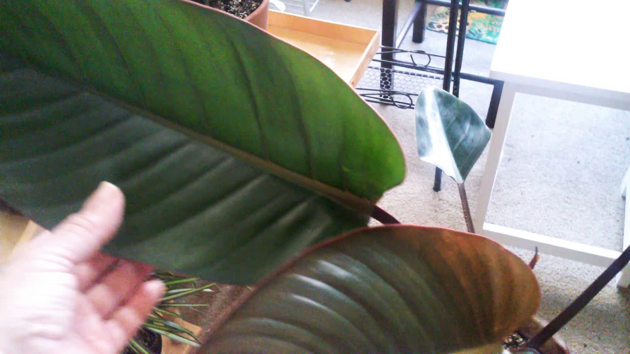 PHILODENDRON 