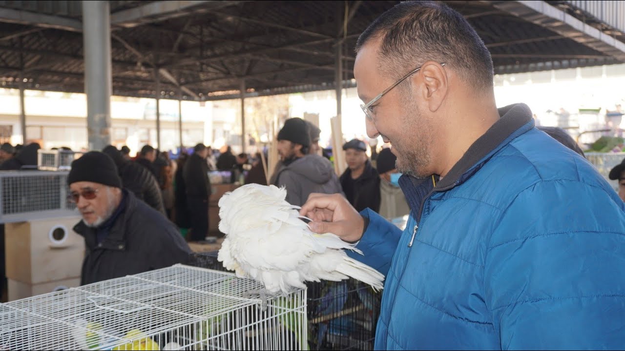 Тошкент қуш бозори: 8.01.2022 Птичий рынок Ташкент||the biggest bird market of Tashkent