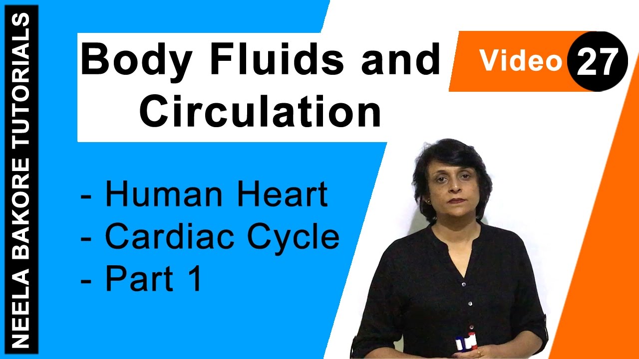 Body Fluids and Circulation | NEET | Human Heart - Cardiac Cycle - Part 1 | Neela Bakore Tutorials