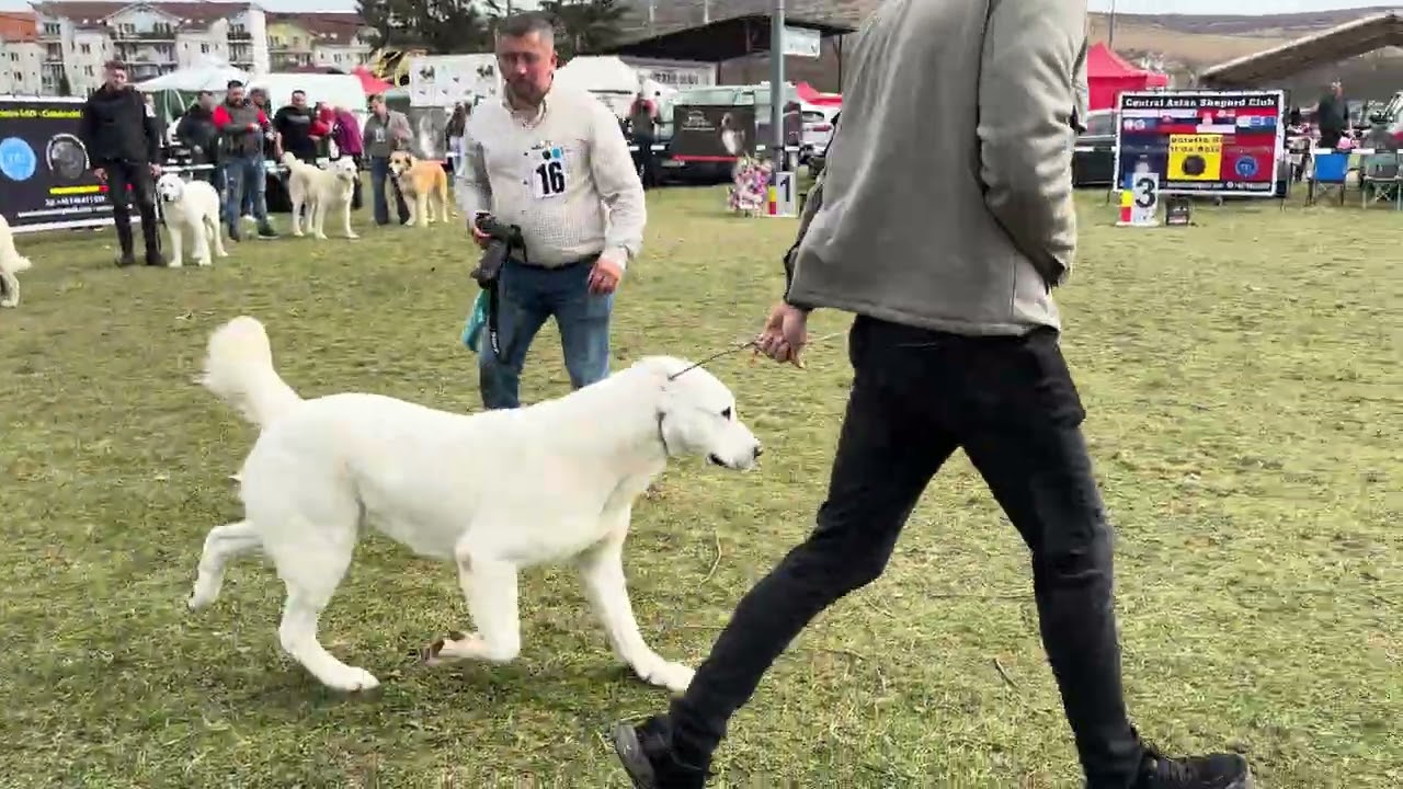 Ciobănesc de Asia centrală #foryou #dogcoach #dog #animals #fyp #viral