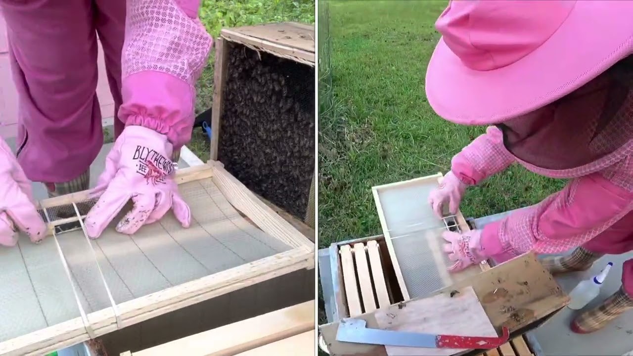 How to Install new honey bee package into hive