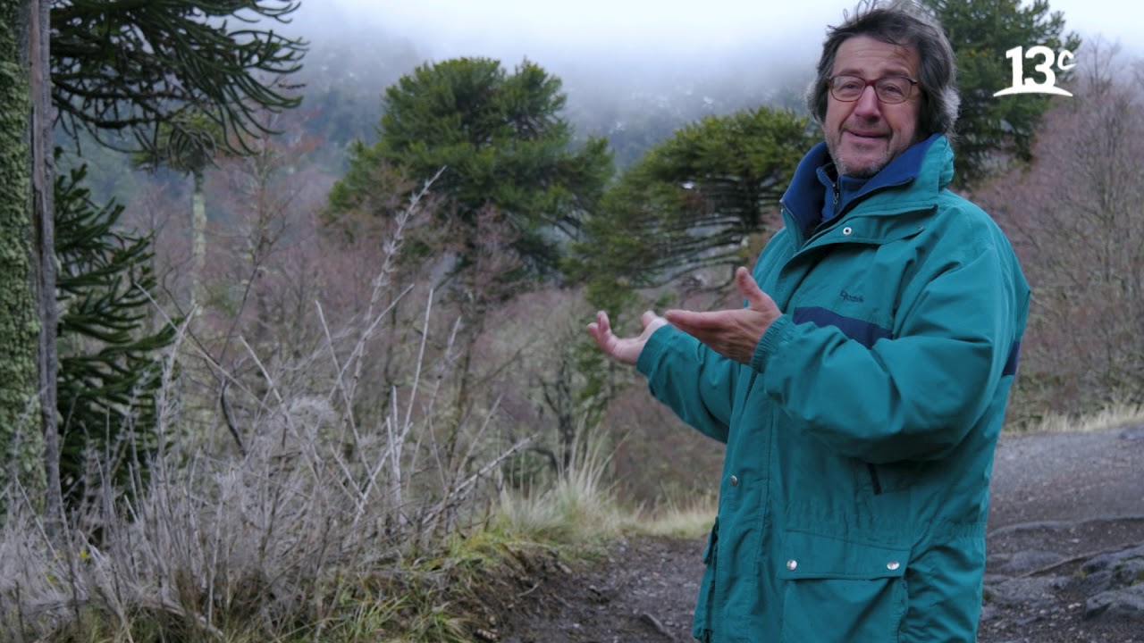 Conociendo la historia de las Araucarias | Factor De Cambio