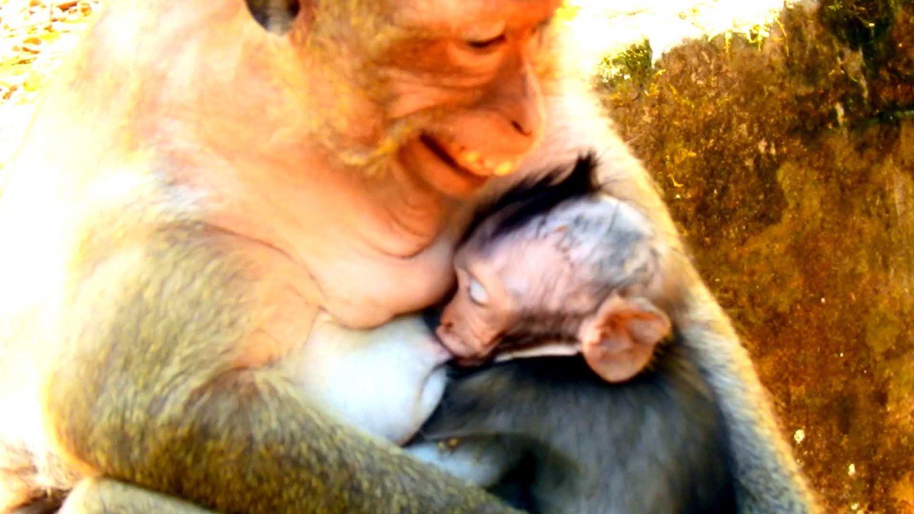 Unbelievable sweet monkey, Jinx comforts baby peacefully during milk time