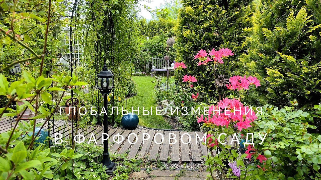 Весна перемен в Фарфоровом саду. О пересадке взрослых роз без потерь