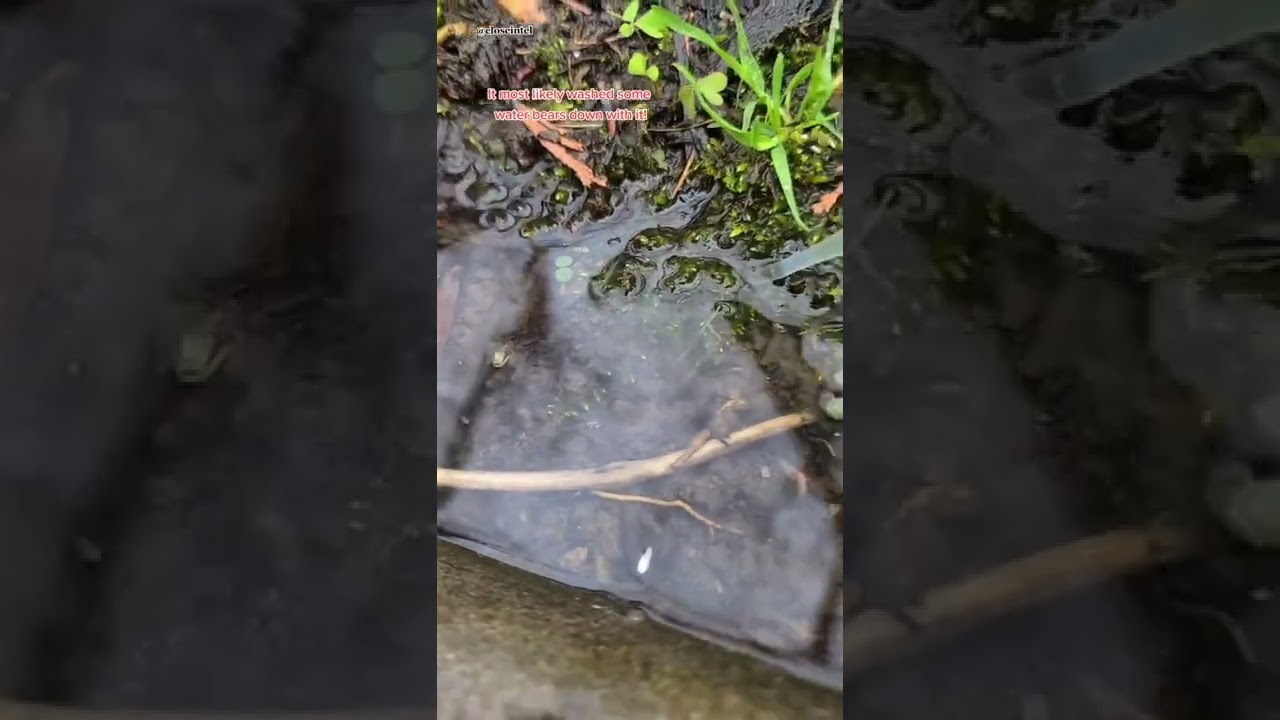 How to find WaterBears