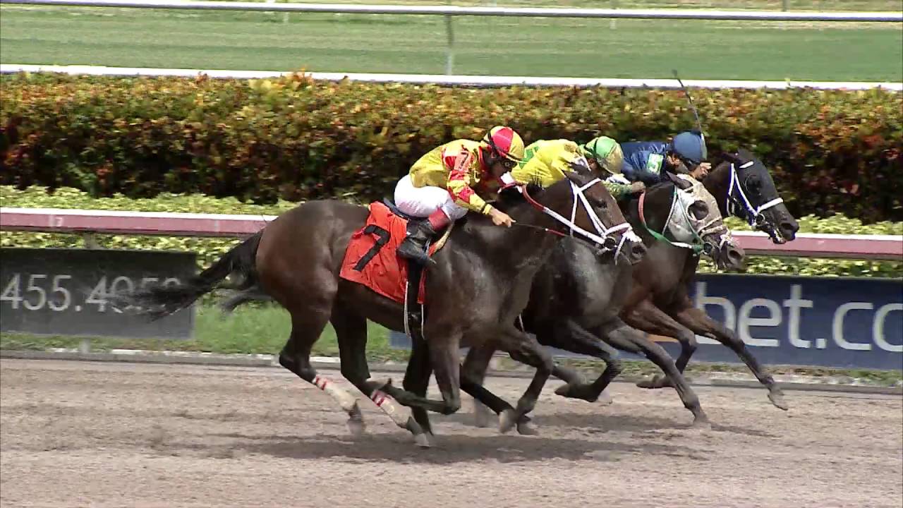 Gulfstream Park Replay Show | September 1, 2016