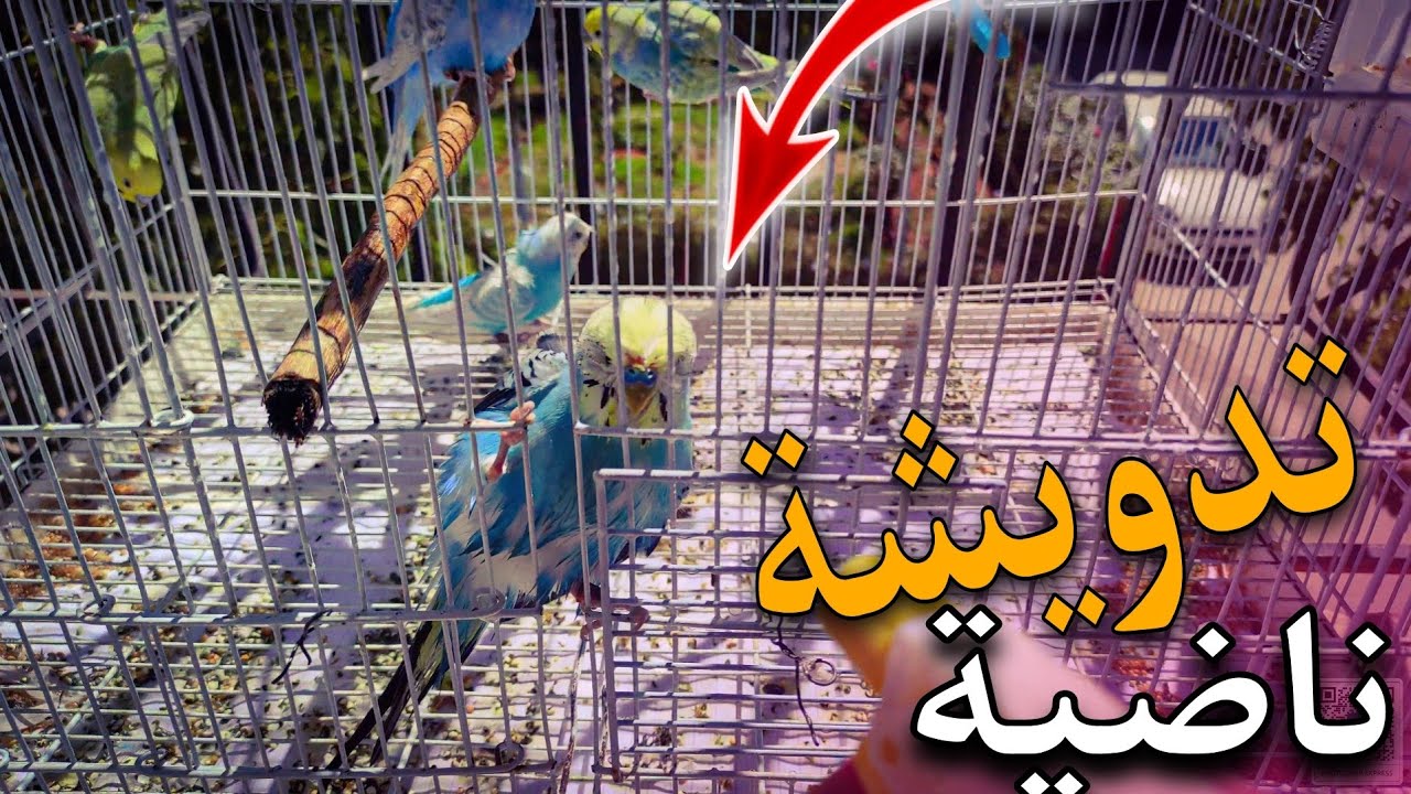 هدا هو روتيني مع طيوري .... لمسابقة ديال 🦜✨