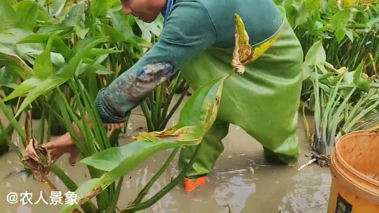 大家见过慈菇长什么样子吗？今天带大家去见识一下慈菇怎么挖的